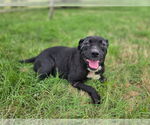 Small American Pit Bull Terrier-Labrador Retriever Mix