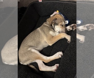 Alaskan Husky-American Pit Bull Terrier Mix Puppy for sale in TAMPA, FL, USA