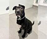 Small Mutt
