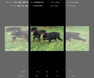 Rottweiler Puppy for sale in JURUPA VALLEY, CA, USA