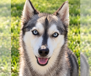 Alaskan Klee Kai Puppy for sale in HILLSBORO, OH, USA