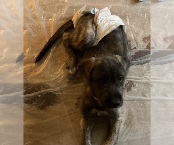 Medium Photo #1 Irish Wolfhound Puppy For Sale in BERESFORD, SD, USA