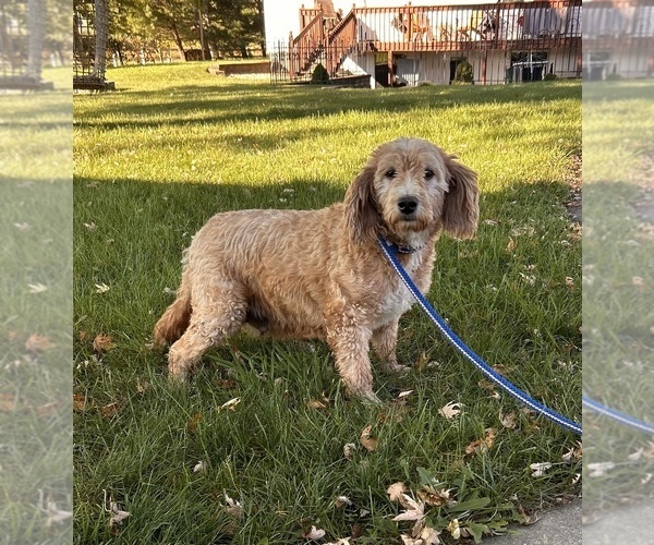Medium Photo #1 Goldendoodle (Miniature) Puppy For Sale in MIDDLEBURY, IN, USA
