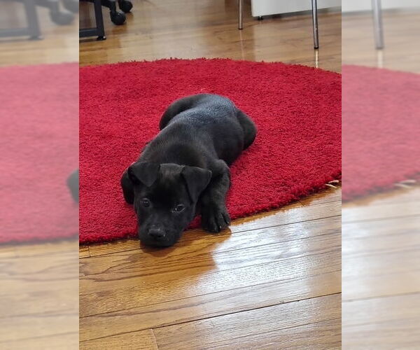 Medium Photo #4 American Staffordshire Terrier-Staffordshire Bull Terrier Mix Puppy For Sale in Brewster, NY, USA