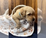 Small #10 Golden Retriever