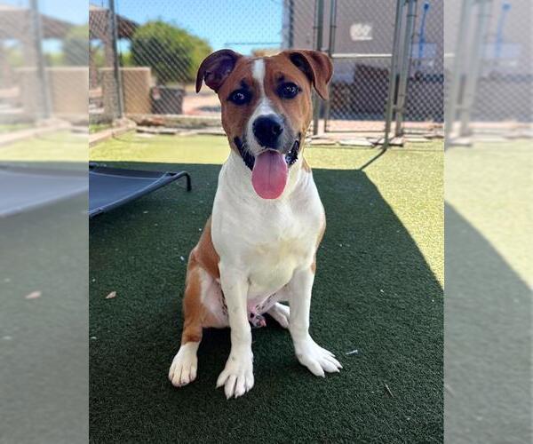 Medium Photo #2 Mutt Puppy For Sale in Chula Vista, CA, USA