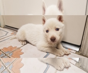 Siberian Husky Puppy for sale in MISSION HILLS, CA, USA