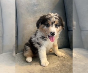 Australian Shepherd Puppy for sale in INDIANAPOLIS, IN, USA