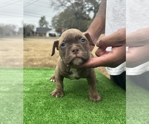 American Bully Puppy for sale in COVINGTON, GA, USA