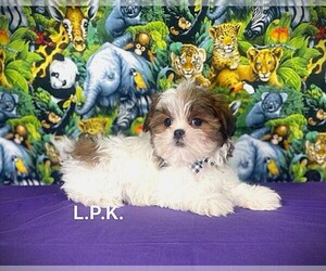 Mal-Shi Puppy for sale in WINNSBORO, LA, USA