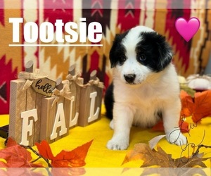 Australian Shepherd Puppy for sale in BURNSVILLE, NC, USA