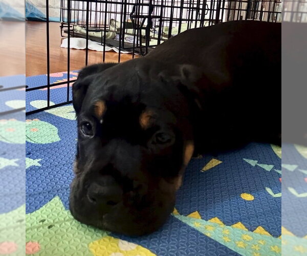 Medium Photo #5 Rottweiler-Unknown Mix Puppy For Sale in San Juan Capistrano, CA, USA