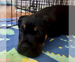 Small #4 Rottweiler Mix