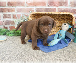 Small #5 Labrador Retriever