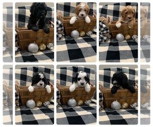 Bernedoodle (Miniature) Puppy for sale in OSTRANDER, OH, USA