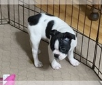 Small Photo #1 Boston Terrier Puppy For Sale in GLOUCESTER, VA, USA