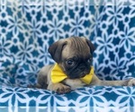 Small Photo #15 Pug Puppy For Sale in LAKELAND, FL, USA
