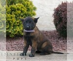 Small #2 Belgian Malinois