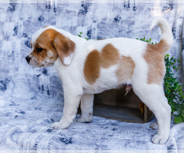 Medium Photo #29 Puggle Puppy For Sale in WAKARUSA, IN, USA