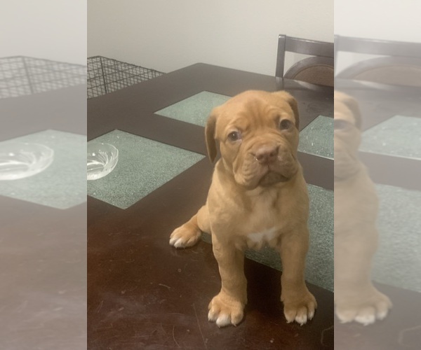 Medium Photo #8 Dogue de Bordeaux Puppy For Sale in DALLAS, TX, USA