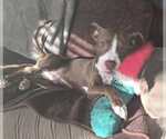 Small #1 Bullboxer Pit
