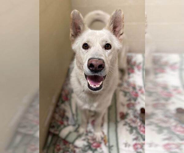 Medium Photo #14 German Shepherd Dog Puppy For Sale in Lewistown, PA, USA