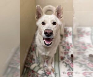 Toby GSD - Male German Shepherd Dog Dog for Adoption - Photo #14