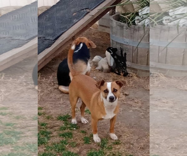 Medium Photo #6 Pembroke Welsh Corgi-Unknown Mix Puppy For Sale in Visalia, CA, USA