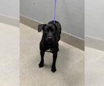 Small Lakeland Terrier Mix