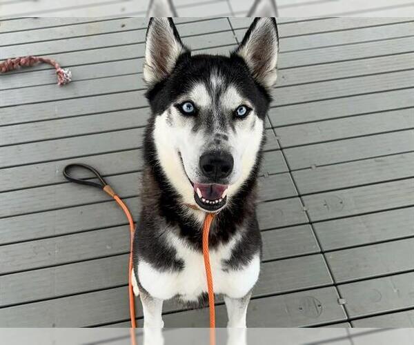 Medium Photo #1 Siberian Husky Puppy For Sale in Orange, CA, USA