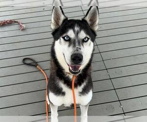 Siberian Husky Dogs for adoption in Orange, CA, USA