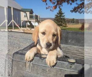 Labrador Retriever Puppy for sale in JONESTOWN, PA, USA