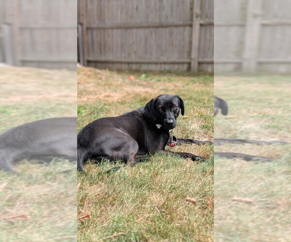 Medium Photo #1 Labrador Retriever-Unknown Mix Puppy For Sale in Boston, MA, USA