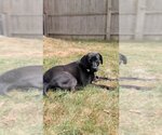 Winkle Jackson - Female Labrador Retriever-Unknown Mix Dog for Adoption - Small photo