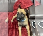 Small Photo #115 Belgian Malinois Puppy For Sale in REESEVILLE, WI, USA