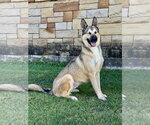 Small #3 German Shepherd Dog Mix