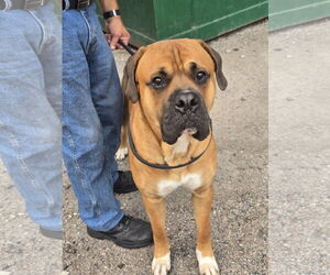 Boxer-Mastiff Mix Dogs for adoption in Princeton, MN, USA