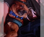 Small Photo #14 Chihuahua-Unknown Mix Puppy For Sale in San Francisco, CA, USA