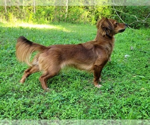 Mother of the Chiweenie puppies born on 09/27/2025