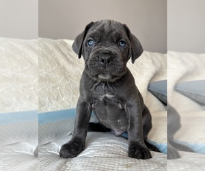 Cane Corso Puppy for sale in PORTER RANCH, CA, USA