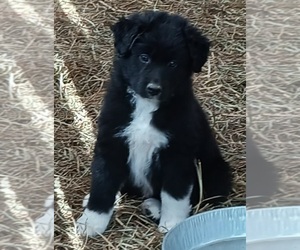 Australian Shepherd Puppy for sale in NEWELL, AL, USA