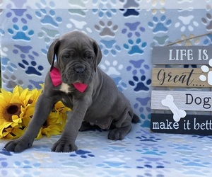 Cane Corso Puppy for sale in LANCASTER, PA, USA