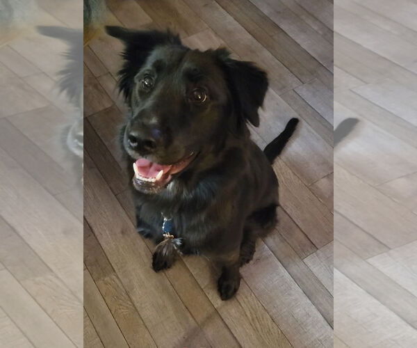 Medium Photo #2 Mutt Puppy For Sale in Rosenberg, TX, USA