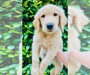 Golden Retriever Puppy for sale in IRVINE, CA, USA