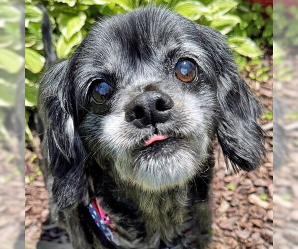 Medium Photo #8 Cocker Spaniel-Unknown Mix Puppy For Sale in Arlington, VA, USA