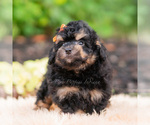 Small #1 Goldendoodle (Miniature)