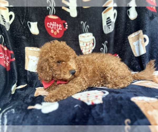 Medium Photo #3 Cavapoo Puppy For Sale in LAKELAND, FL, USA