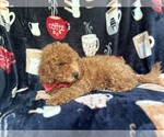 Small #2 Cavapoo