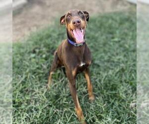 Doberman Pinscher Dogs for adoption in Modesto, CA, USA