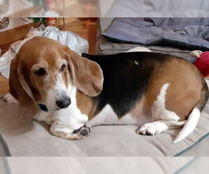 Basset Hound Dogs for adoption in Deepwater, NJ, USA